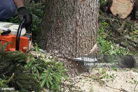 Best Hazardous Tree Removal  in Mexia, TX