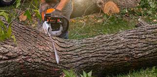 Best Emergency Tree Removal  in Mexia, TX