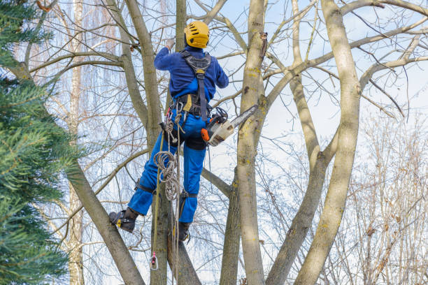  Mexia, TX Tree Services Pros