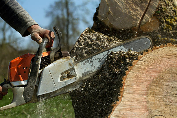Best Tree Removal  in Mexia, TX